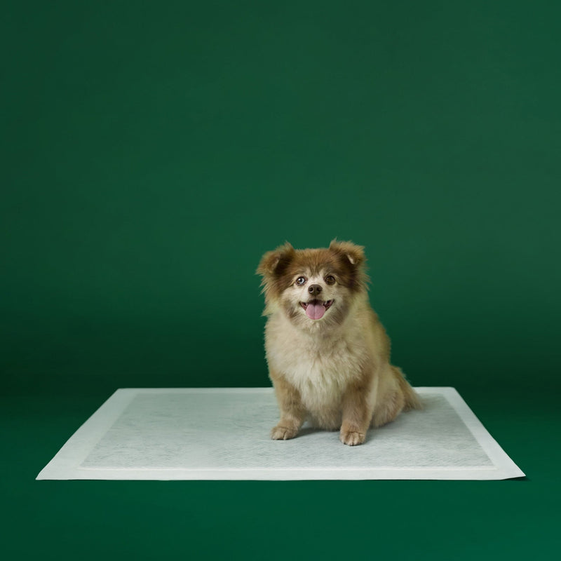Disposable Dog Pee Pads with AbsorbShield+ Technology H5